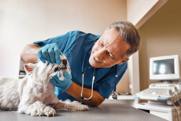 Best Holiday Emergency Dentist in Carson, WA